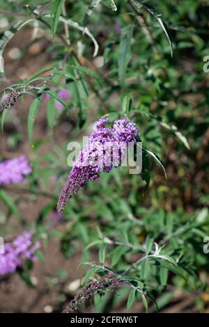 Buddleja flowers in the summer shot in the national collection in Hampshire Stock Photo