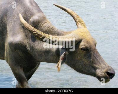 Close-up portrait of a water buffalo with big horns. This carabao leaving a pool of water, Luzon, Philippines Stock Photo