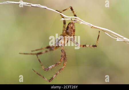 spider in macro hanging from grass Stock Photo