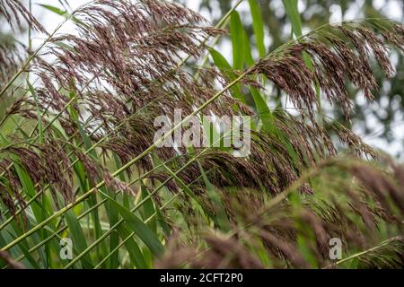 Common Reed [Phragmites australis] growing on a canal bank. Stock Photo
