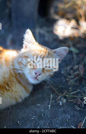 Red cat sleeps on the ground. Vertical photo Stock Photo