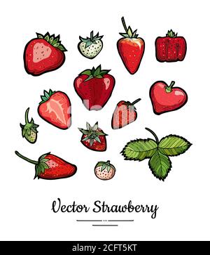 Strawberry vector isolated. Red, white fruits collection hand drawn set. Trendy food vegetarian menu, fruit icons set. Stock Vector