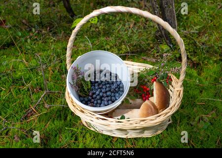 Boletus edulis or porcini mushrooms, blueberries and cranberries in a wicker basket on a tree trunk in a forest Stock Photo