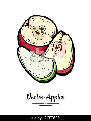 Apples vector isolated. Yellow green fruits hand drawn illustrat Stock Vector
