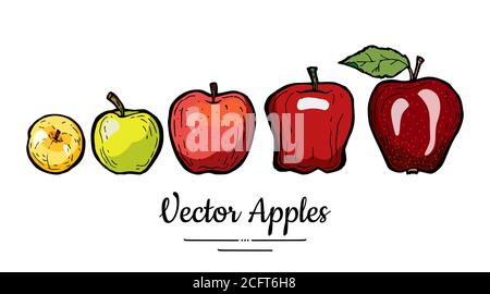 Apples vector isolated. Whole apples with leaf. Yellow green red fruits hand drawn illustration. Trendy food vegetarian Stock Vector