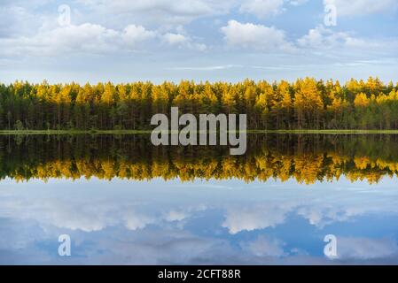 Pine forest lit with the descending sun on the shores of the lake with symmetrical reflection in the water, against the blue sky. Stock Photo