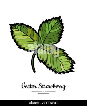 Strawberry leaves vector isolated. Green leaf hand drawn illustration. Trendy food vegetarian menu, icon, berry leaves. Stock Vector