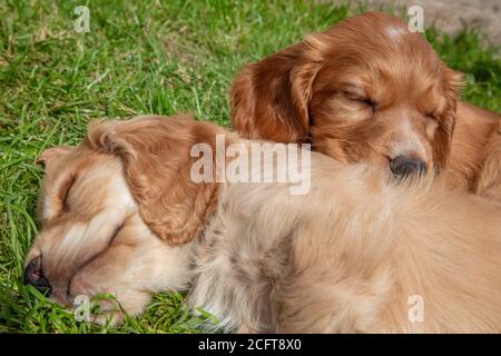 Cute brown puppy dogs sleeping in sunshine on grass Stock Photo