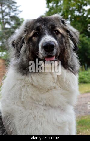 Sheep dog, of Great Pyrenees, this is a large breed dog Stock Photo