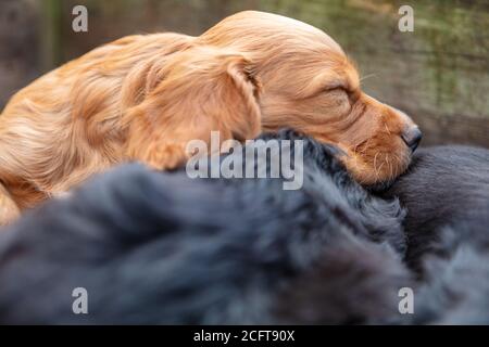 Litter of cute black and brown puppy dogs sleeping outside in sunshine Stock Photo