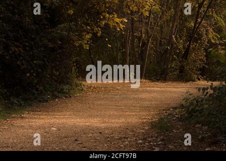 Autumn landscape the road is strewn with leaves in the middle of trees Stock Photo