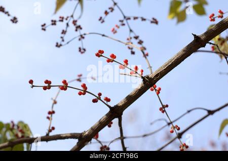 The red berries of Dwarf Honeysuckle on a background of blue sky Stock Photo