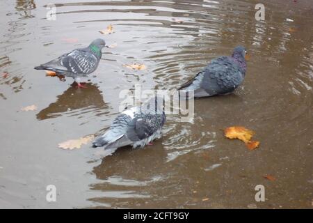 Pigeons in autumn bathe in a puddle on the asphalt after the rain Stock Photo