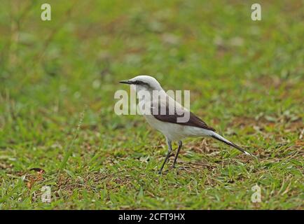 Masked Water-tyrant (Fluvicola nengeta nengeta) adult standing on ground  REGUA, Brazil         July Stock Photo