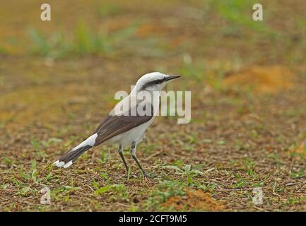 Masked Water-tyrant (Fluvicola nengeta nengeta) adult standing on ground  REGUA, Brazil         July Stock Photo