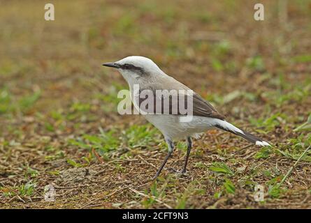 Masked Water-tyrant (Fluvicola nengeta nengeta) adult standing on ground  REGUA, Brazil         July Stock Photo