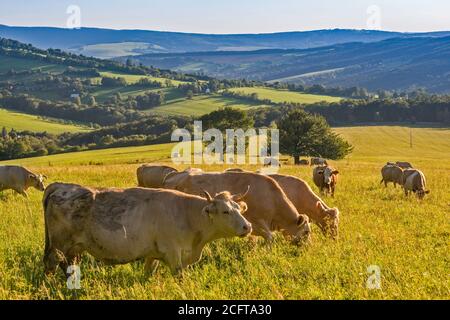 Cattle in White Carpathians, near village of Lopenik, Zlin Region, Slovacko (Moravian Slovakia), Czech Republic Stock Photo