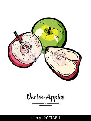 Apples vector isolated set. Whole, half, quarter cut apples. Red green fruit hand drawn illustration. Trendy vegetarian Stock Vector