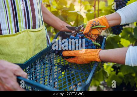 Couple of farmers pick crop of grapes on ecological farm. Happy man and woman putting bunch of grapes in box Stock Photo