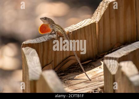 Close Up view of Small Lizard with Large Red Pouch inflatted in the sun Stock Photo