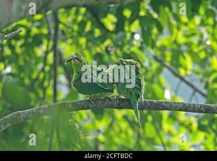 Plain Parakeet (Brotogeris tirica) two adults perched on branch preening  REGUA, Atlantic Rainforest, Brazil         July Stock Photo