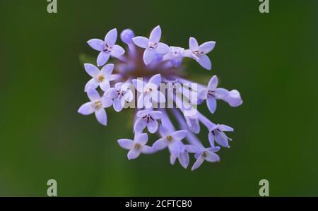 Close up of a violet flower Stock Photo