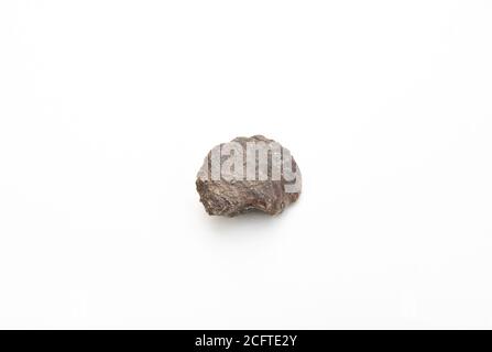 detail of mollusca cephalopoda fossil isolated over white background Stock Photo