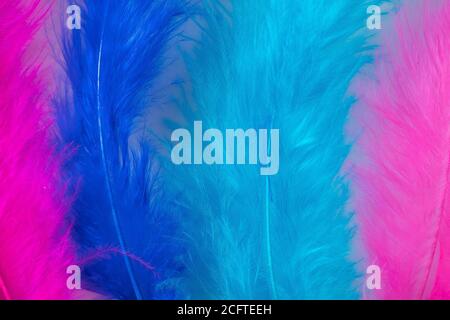 Violet and blue feathers for boa close-up. Background for carnival design. Stock Photo