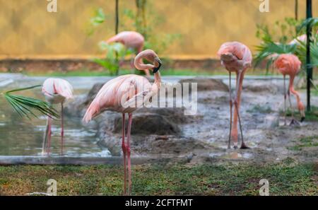 Flock of Greater Flamingo birds near pond Resting and searching food in water Stock Photo