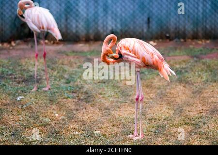 Greater Flamingo Cleans his feathers in birds park. Stock Photo