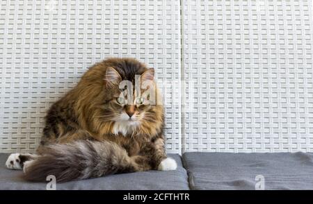 Adorable brown tabby cat of siberian breed sitting on a white sofa Stock Photo