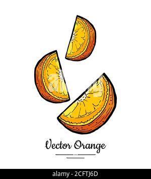Oranges set vector isolated. Cut chopped orange, lemon slices. Fruit pieces, half round section hand drawn. Citrus food Stock Vector