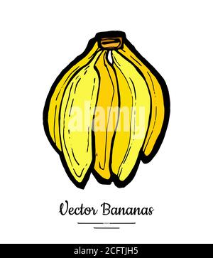 Bananas vector isolated. Whole banana big bunch. Yellow green sweet fruits collection hand drawn. Food vegetarian logo Stock Vector