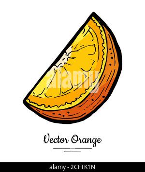 Orange slice vector isolated. Cut chopped orange, slice, lemon slice. Fruit citrus piece, half round section, hand drawn Stock Vector