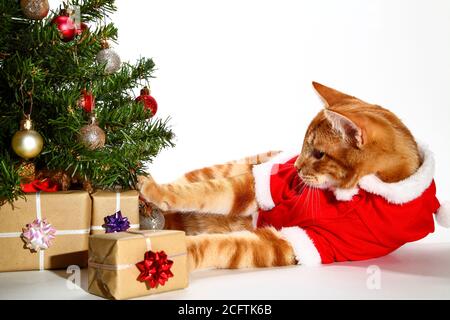 Cute ginger tabby kitten dressed in a santa outfit with a christmas tree and wrapped gifts Stock Photo