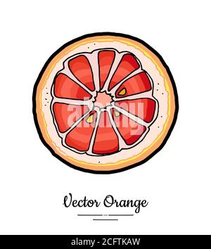 Grapefruit orange slice vector isolated. Orange red pink cut chopped round slice. Fruit hand drawn. Sweet citrus food Stock Vector