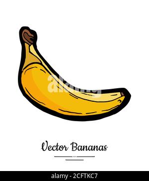 Banana vector isolated. Whole banana. Yellow sweet fruit hand drawn. Vegetarian logo icon sketch ink style Fruit isolate Stock Vector