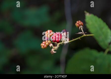 Wild raspberries growing on branch in woods.Healthy and vitamine food Stock Photo