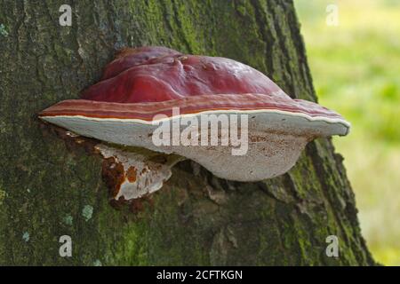 Beautiful reddish brown fruitbody of Ganoderma lucidum on an Oak tree Stock Photo