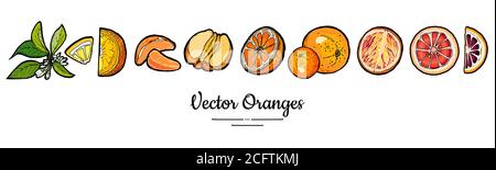 Oranges set vector isolated. Whole, chopped orange, slices, flowers leaves. Fruits collection hand drawn set Citrus food Stock Vector