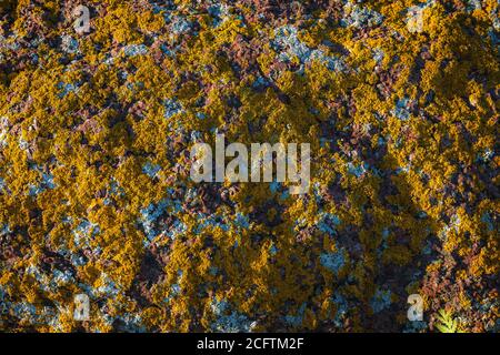 Natural beautiful patterns / Lichen on stones Stock Photo
