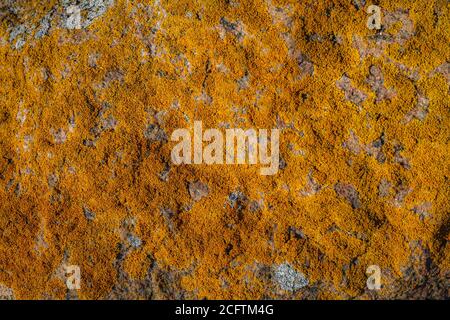 Natural beautiful patterns / Lichen on stones Stock Photo