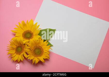 Beautifully decorated still life, mockup on a pink background, three sunflower flowers and a white sheet of paper, there is a place for text, the concept of goodbye summer. High quality photo Stock Photo