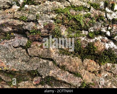 Wood textured background with green moss Stock Photo