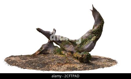 driftwood, dry tree branch with moss and barnacle isolated on white background Stock Photo