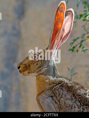 Close-up Portrait of a Black-tailed Jackrabbit Stock Photo