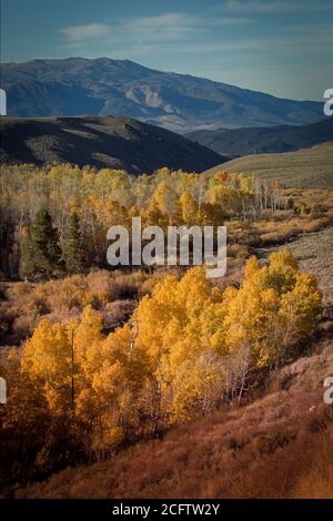 Amazing shot of yellow-leaved trees on the hillside Stock Photo