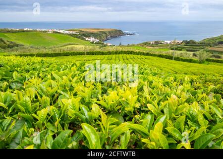 Tea plantation in Porto Formoso on the north coast of the island of Sao Miguel in Azores on a ocean and blue sky background. Stock Photo