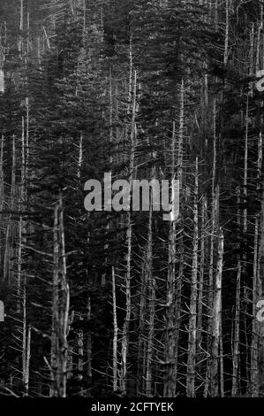 Vertical grayscale shot of a dense forest Stock Photo