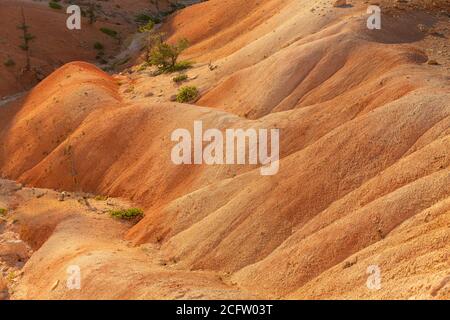 Details of valley off of Queens Garden Trail, Bryce Canyon National Park, Utah, USA Stock Photo